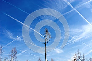 a dead pine tree in Perlacher Forst, a net of contrails