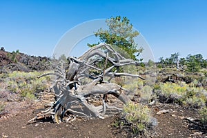 Dead pine tree stands among volcanic lava rocks landscape