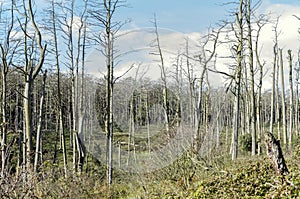 Dead pine trees