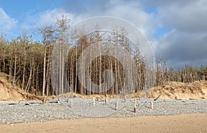 Dead pine trees at newborough in Anglesey