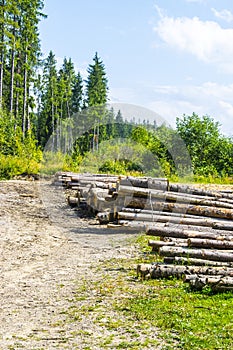 The dead pines after the disaster