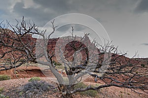 The Dead Pinion Tree photo