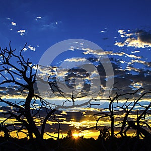 Dead pinion trees silhouetted by the fantastic colors of sunset in Santa Fe New Mexico