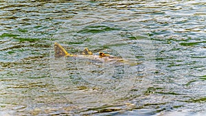 Dead Pink Salmon after spawning in the Stave River downstream of the Ruskin Dam at Hayward Lake near Mission, BC, Canada