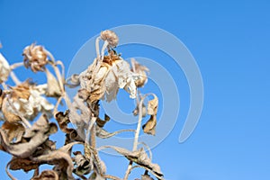 Dead plant with completely dried flowers and leaves on blue sky background