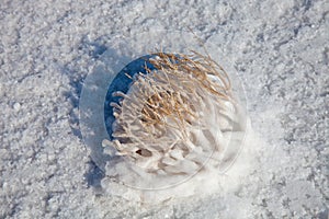 Dead Plant Crystallized with Salt