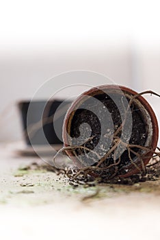 Dead plant in a tipped over flower pot