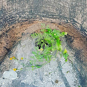 Dead plants on grey stones