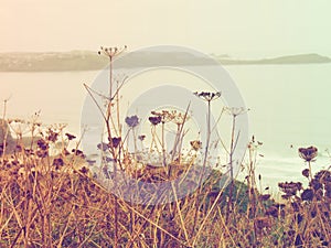 Dead plants at sea