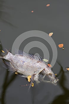 Dead, poisoned fish lies on the river bank.The impact of toxic e
