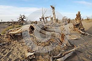 Dead popular diversifolia forest