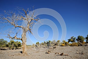 Dead populus euphratica tree