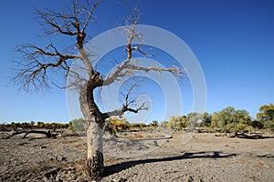 Dead populus euphratica tree