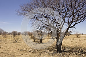 Dead prickly acacia trees spread out across a barren paddock during drought