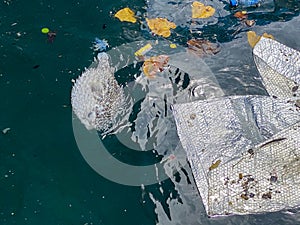 Dead Puffer Fish Amidst Pollution in Fuvahmulah, Maldives