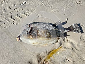 Dead puffer fish on the beach