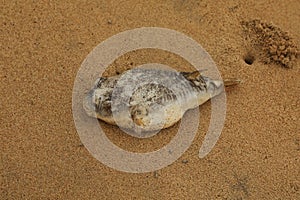 Dead Puffer Fish In the Beach