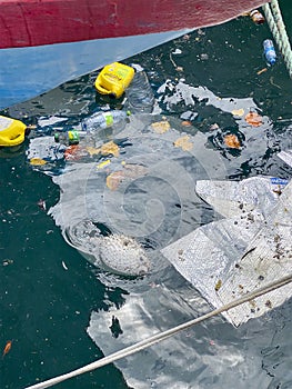 Dead Puffer Fish in Fuvamulah Harbour