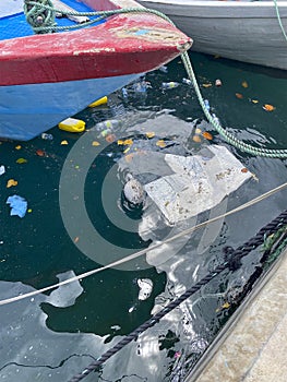 Dead Puffer Fish in Polluted Harbor