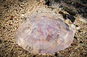 Dead purple moon jellyfish on coral beach