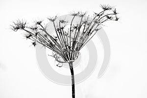 Dead Queen Anne`s Lace, Isolated on White Background