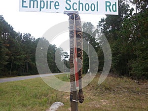 Dead Rattlesnake on Street Sign