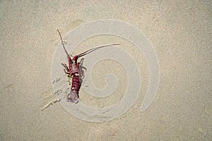 Dead red spiny lobster on the sand