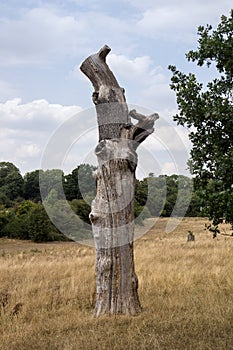 A dead and reduced tree trunk