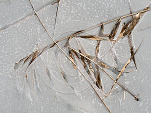 Dead reed stems on ice cover of melting lake