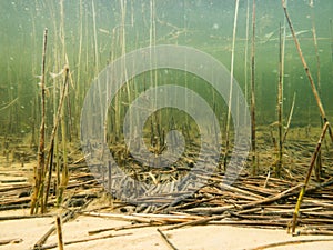 Dead reeds on lake bottom