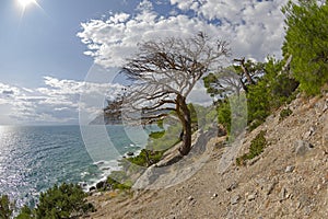 Dead relic pine at the path along the steep seashore