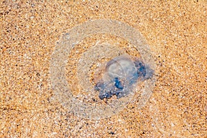 Dead Rhopilema nomadica jellyfish