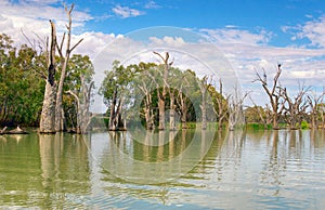 Dead river trees in the murray