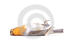 Dead robin red breast bird photo