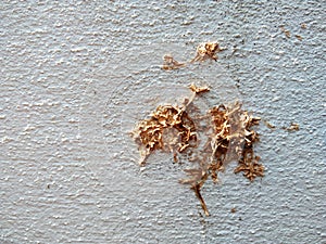 Dead root of betel or piper betle plant on wall