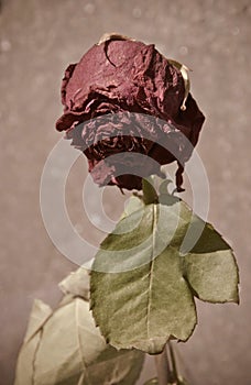 Dead rose