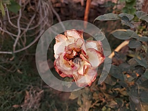 Dead rose flower