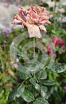 Dead rose flower head, faded rose, wilted blooms that need to get cut off, removed to produce more flowers or to garden rose stems