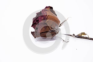 Dead rose flower