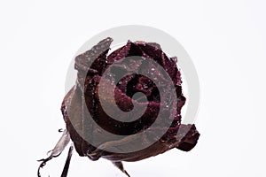 Dead rose flower