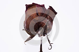 Dead rose flower