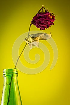 Dead rose in a green bottle