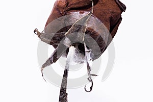 Dead rose flower