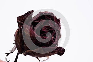 Dead rose flower