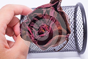 Dead rose flower