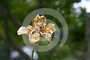 Dead Rose on Stem