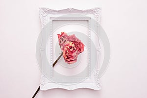 Dead rose in a white frame for a photo