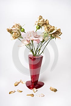 Dead roses in the red vase on white background