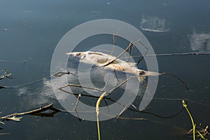 Dead rotten fish on shore of polluted lake. ecological disaster and pestilence of silver carp