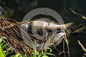 Dead rotten fish on shore of polluted lake. ecological disaster and pestilence of silver carp